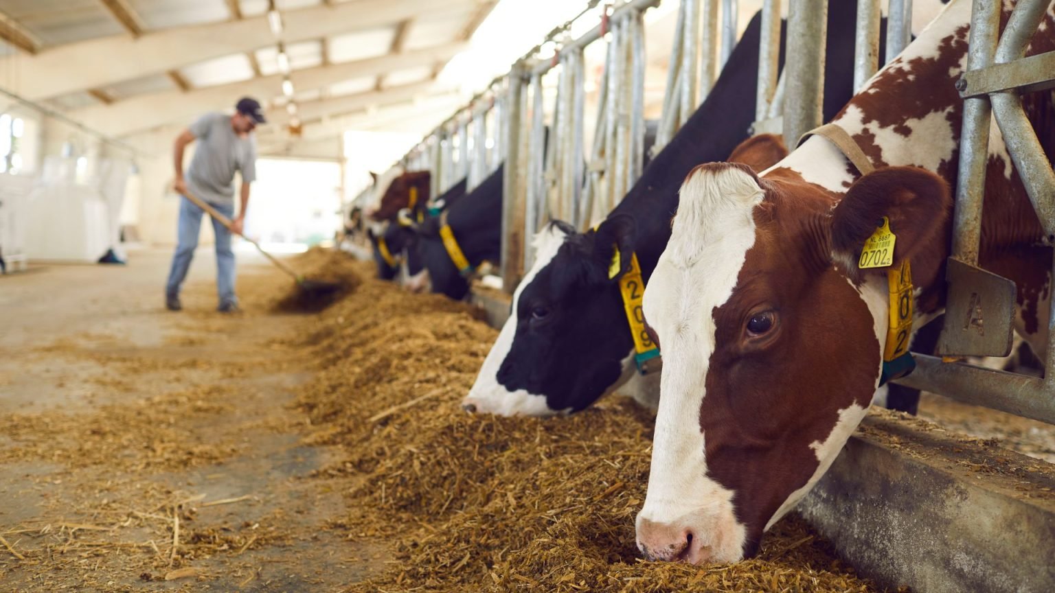 Dairy Farm Jobs in Israel: Unveil Opportunities in Israeli Dairy Farm