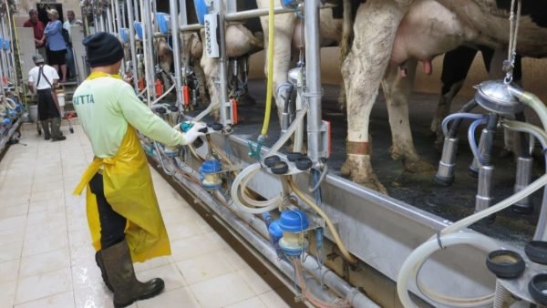 Dairy Farm Jobs in Israel: Unveil Opportunities in Israeli Dairy Farm
